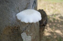 Oudemansiella