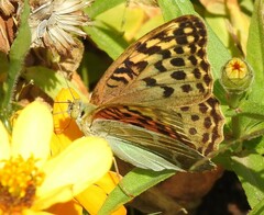 Argynnis pandora