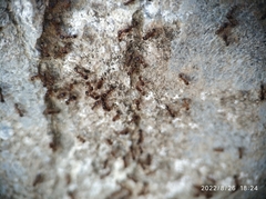 Tetramorium