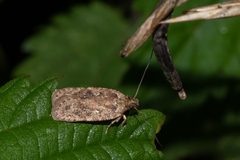 Agonopterix