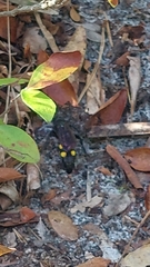 Pygodasis quadrimaculata