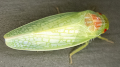 Gyponana octolineata