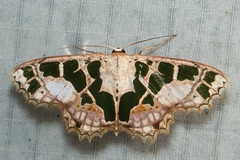 Scopula divisaria