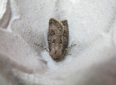 Agrotis bigramma