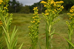 Solidago sempervirens