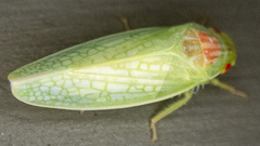 Gyponana octolineata