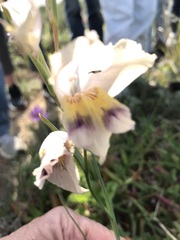 Gladiolus carinatus