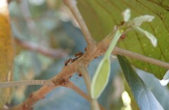 Dolichoderus abruptus