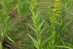 Solidago sempervirens