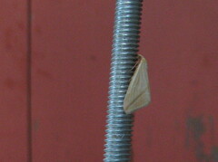 Rhodometra sacraria