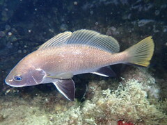 Sciaena umbra
