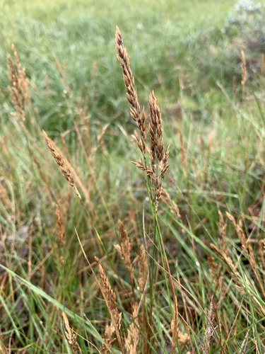 Holm's Small-reedgrass (Calamagrostis holmii)