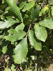 Castanea