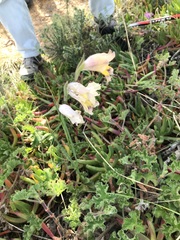 Gladiolus carinatus