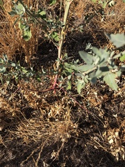 Atriplex lentiformis