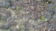 Nostoc commune