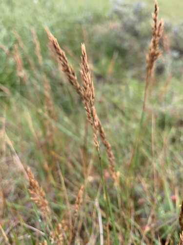 Image of Calamagrostis holmii by (c) Valerii Glazunov, some rights reserved (CC BY)