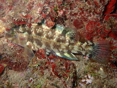 Symphodus melops