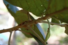 Dolichoderus abruptus