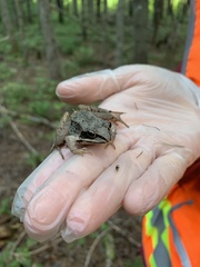 Lithobates sylvaticus image