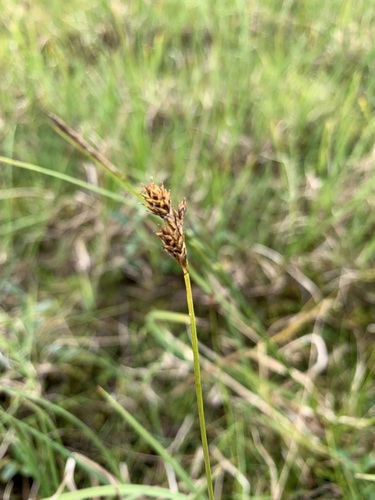 Hudson Bay Sedge (Carex heleonastes)
