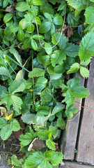 Fragaria