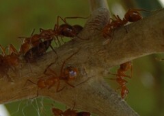 Dolichoderus abruptus