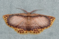 Chrysocraspeda comptaria