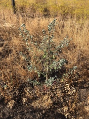 Atriplex lentiformis