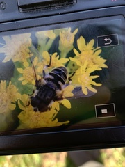 Eristalis dimidiata