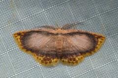 Chrysocraspeda comptaria