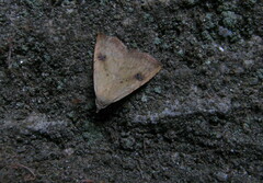 Rivula sericealis