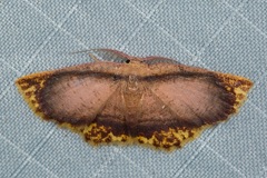 Chrysocraspeda comptaria