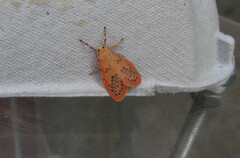 Miltochrista miniata