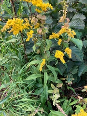 Solidago juncea