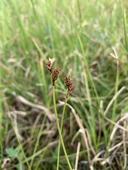 Carex heleonastes