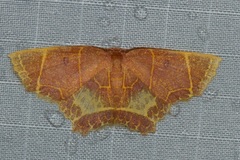 Chrysocraspeda baderi