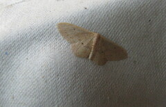 Idaea eugeniata