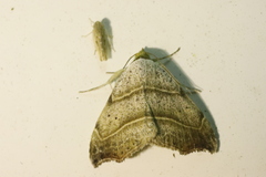Laspeyria flexula