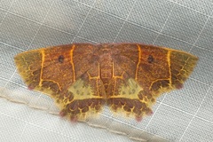 Chrysocraspeda baderi