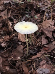 Leucocoprinus fragilissimus
