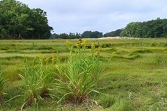 Solidago sempervirens