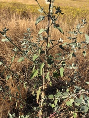 Atriplex lentiformis