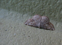 Stegania trimaculata