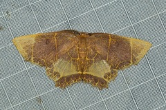 Chrysocraspeda baderi