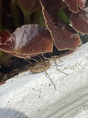 Odiellus spinosus