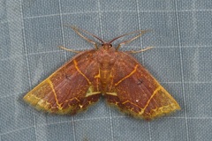 Chrysocraspeda baderi