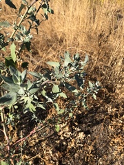 Atriplex lentiformis