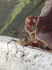 Odiellus spinosus