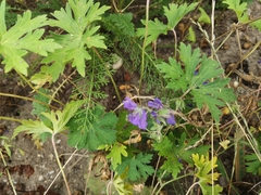 Geranium pratense